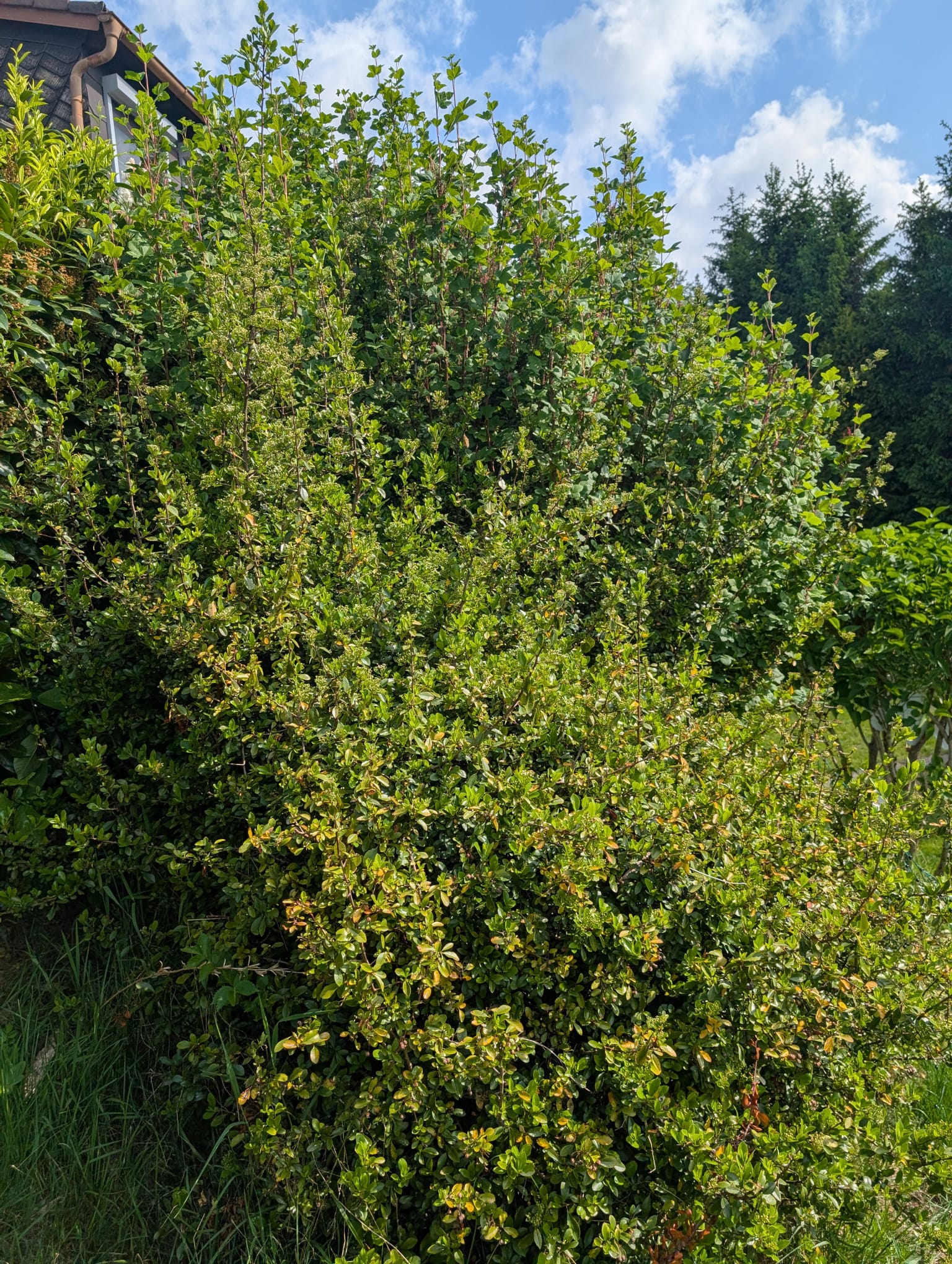 Vorher-Nachher-Vergleich 9 — Vorher